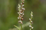 Swamp smartweed